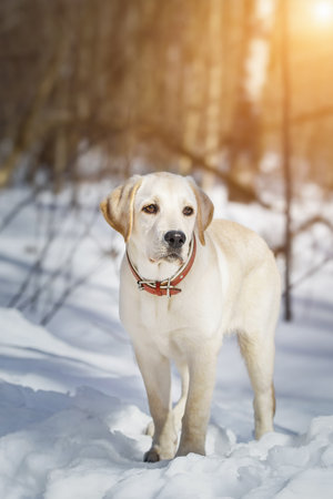 Happy labrador puppy having fun outdoors during foggy winter day