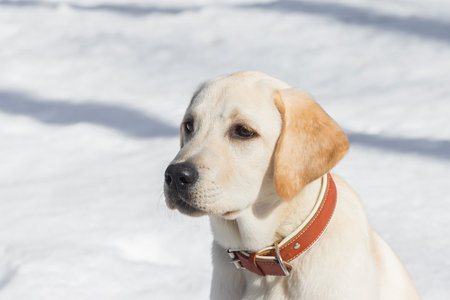 Happy labrador puppy having fun outdoors during foggy winter dayの写真素材