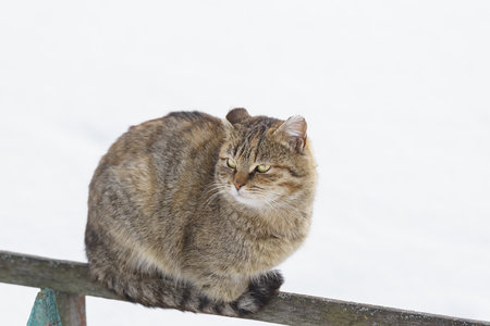 Gray cat on a cold winter day outsideの写真素材
