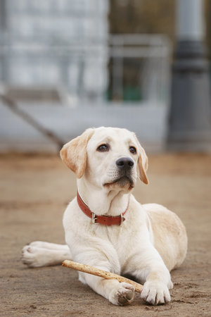 Dog holding stick, Labrador retriever with wooden stick in background.