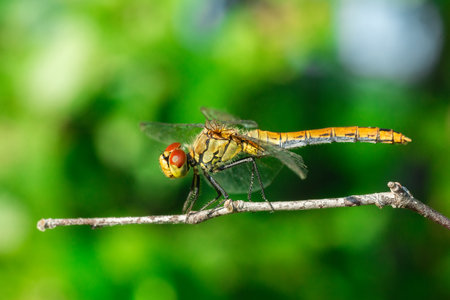 Natural facial closeup on a young , not fully colored male Ruddy Darter, Sympetrum sanguineum in a meadowの写真素材