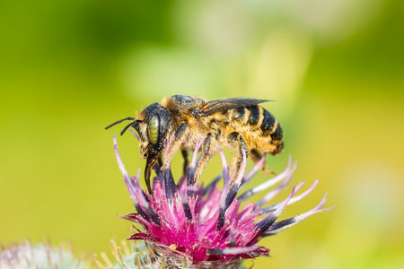 Honey bee Apis mellifera The bee collects pollen and nectar from the flower. Macro photography with selective focusの写真素材