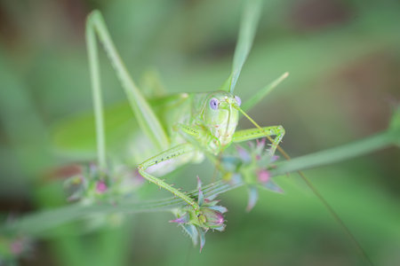 A small green grasshopper perched on a small green leaf.の写真素材