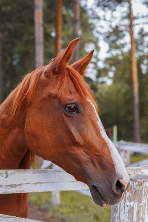 Portrait of a gorgeous red Arabian horse in a beautiful autumn forest. Equestrian photo painting in beautiful sunlight.の写真素材