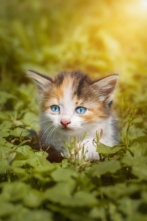 red Cat smelling a dandelion flower, kind green eyes, Little kitten. Portrait cute red ginger kitten. happy adorable catの写真素材