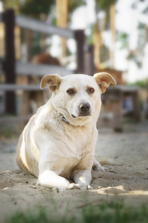 White dog lies on the ground in the park. The domestic dog without a breed.