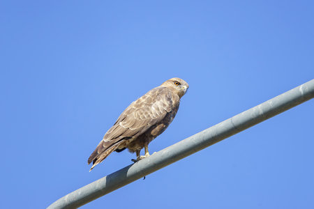 A beautiful Common Buzzard (Buteo buteo) sitting on a tubeの写真素材