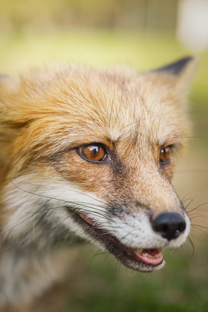 Red Fox Close up Portrait Vulpes vulpes European Red Fox Vulpes vulpes Vixen sat amongst the grass....