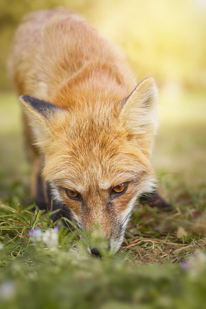 Red Fox Close up Portrait Vulpes vulpes European Red Fox Vulpes vulpes Vixen sat amongst the grass. Fox Images, Animals, Red foxの写真素材