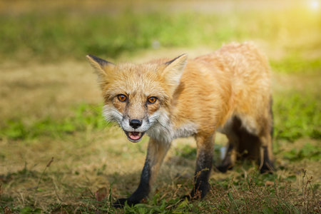 Red Fox Close up Portrait Vulpes vulpes European Red Fox Vulpes vulpes Vixen sat amongst the grass....