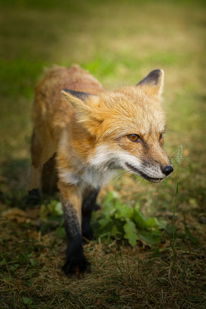 Red Fox cub walking on short grass.