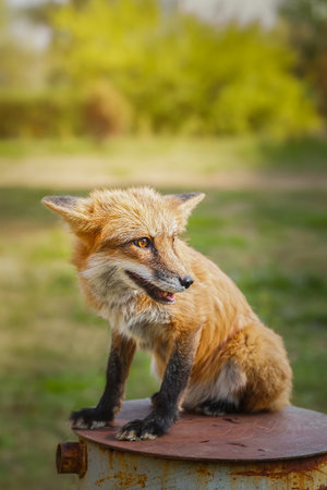 Red Fox Close up Portrait Vulpes vulpes European Red Fox Vixen sat amongst the grass.