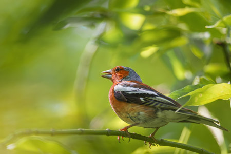 A small finch sits on a thick branch. Fringilla coelebs