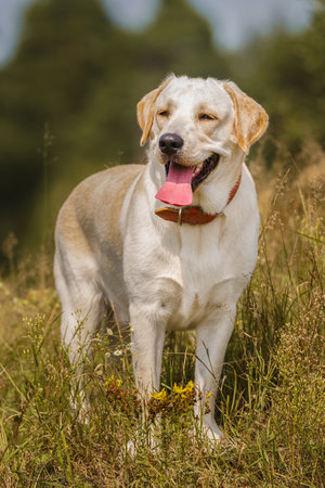Yellow Labrador retriever on a lawnの写真素材