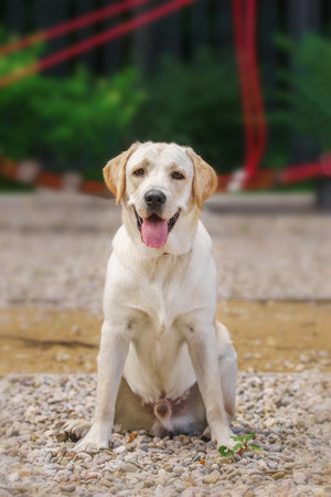 Yellow Labrador retriever on a lawnの写真素材