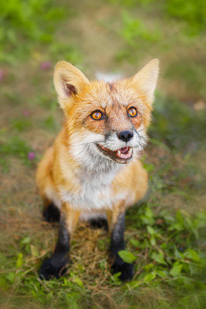 Close up wild fox on green grass. Natural forest habitat with beast of prey. Fox family, time for play.の写真素材