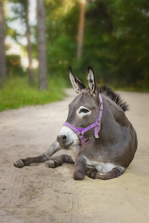 gray donkey, big ears, nature photographyの写真素材