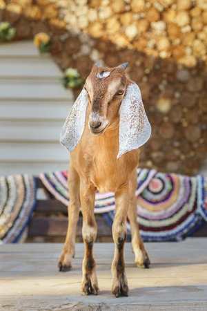 Brown and White Nubian Goat with Long Ears Looking At Cameraの写真素材