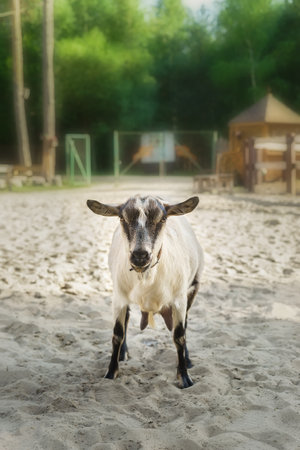 A young goat grazes in a meadow. Little goat portrait. Goat on a pastureの写真素材