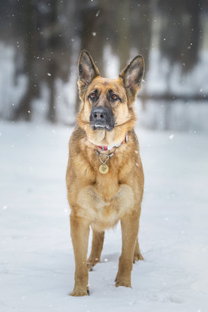 A German Shepherd dog standing in the winter snow.の写真素材
