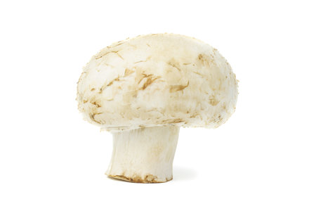 Ripe mushrooms champignons. Organic food vegetables isolated on white background.の写真素材