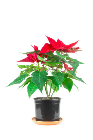 Closeup of an isolated potted poinsettia flowerの写真素材