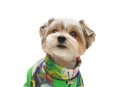Cute puppy isolated on white background...の写真素材