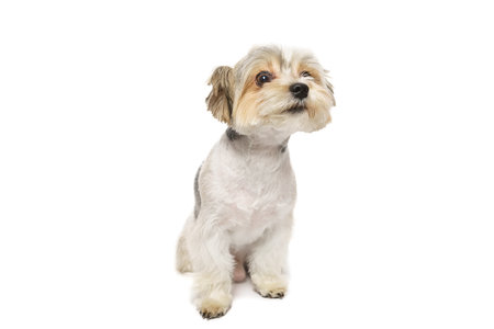 Cute maltese puppy isolated on white background...の写真素材