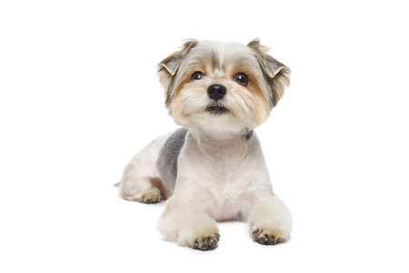 Cute maltese puppy isolated on white background...の写真素材