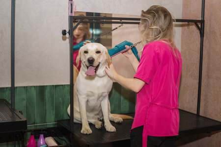 A wet Labrador retriever gets gentle pet grooming and grooming in the bathroomの写真素材