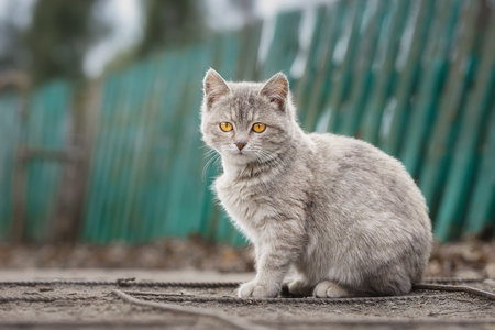 A gray-white kitten with stripes lies on the ground on a sunny dayの写真素材