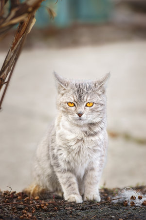 A gray-white kitten with stripes lies on the ground on a sunny dayの写真素材