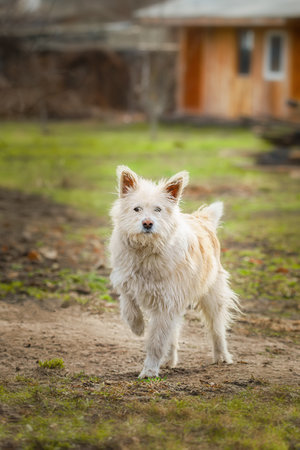 Dog guarding the yardの写真素材