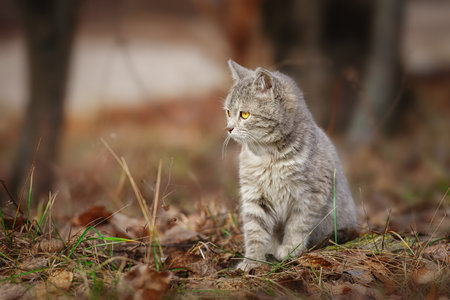 Gray striped cat on green grass outdoors.の写真素材