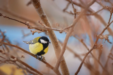 A closeup shot of a great tit bird sitting on a tree branch on a blurry backgroundの写真素材