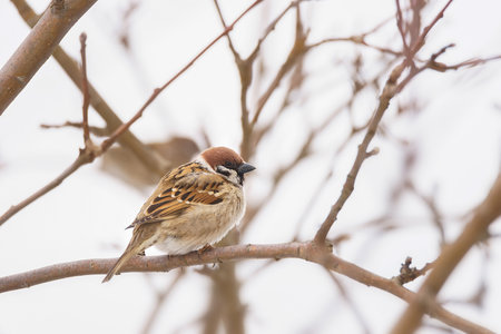 A closeup shot of a bird sitting on a tree branch on a blurry backgroundの写真素材