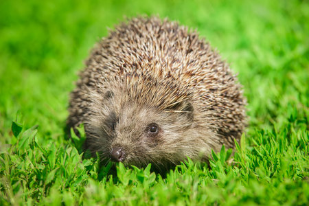 Hedgehog, (Scientific name: Erinaceus europaeus) Wild, native, European hedgehog in natural garden habitat with green grass and yellow buttercup. Space for copy. Horizontal.の写真素材