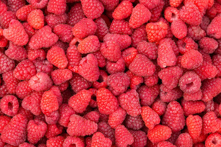 Raspberry. Sweet red raspberries. Juicy raspberries on the table. Fresh Raspberries. Rubus idaeus....