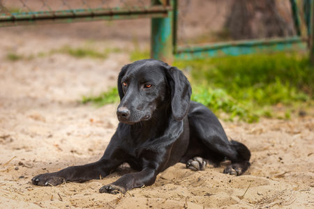 Black Labrador Retriever puppy at play in the grass.の写真素材