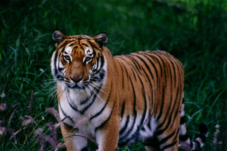 Bengal Tigerの写真素材