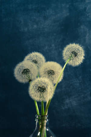 Five dandelions in a vase bottle. Beautiful dark-blue background.の写真素材