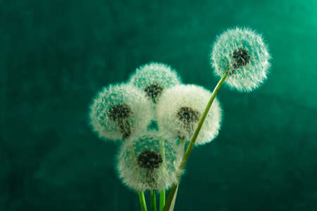 Five dandelions in a vase bottle. Beautiful green background.