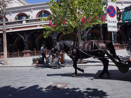 Horse and buggyのeditorial素材