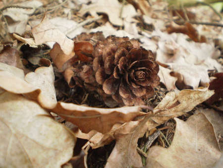 Cone の写真素材