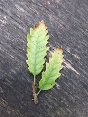 Green leaves on wood の写真素材