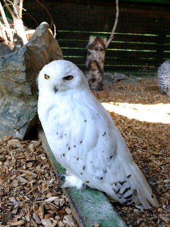 The owlの素材