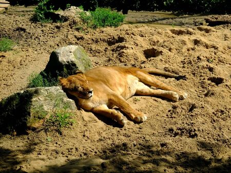 Leonの素材