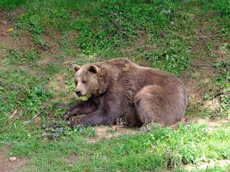 The bearの素材