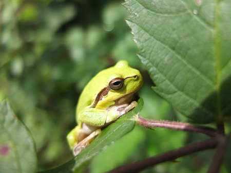 The little green rain frog in forest.
