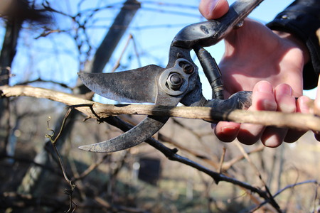 Spring pruning branches of grapes in the garden.の写真素材